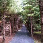 Grand Isle's Mizpah retreat affords opportunities for peaceful walks among wooded trails.