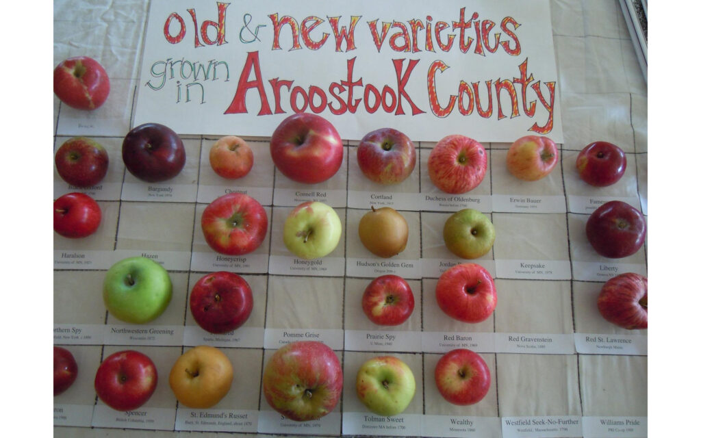 Varieties – Maine Apples