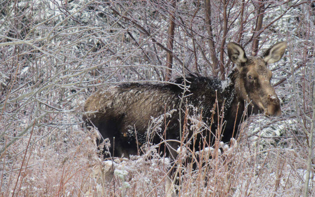 Moose sighting in Linneus - The County