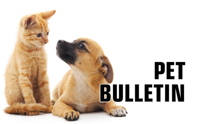 The words "Pet Bulletin" displayed to the right of a kitten and puppy interacting with one another.