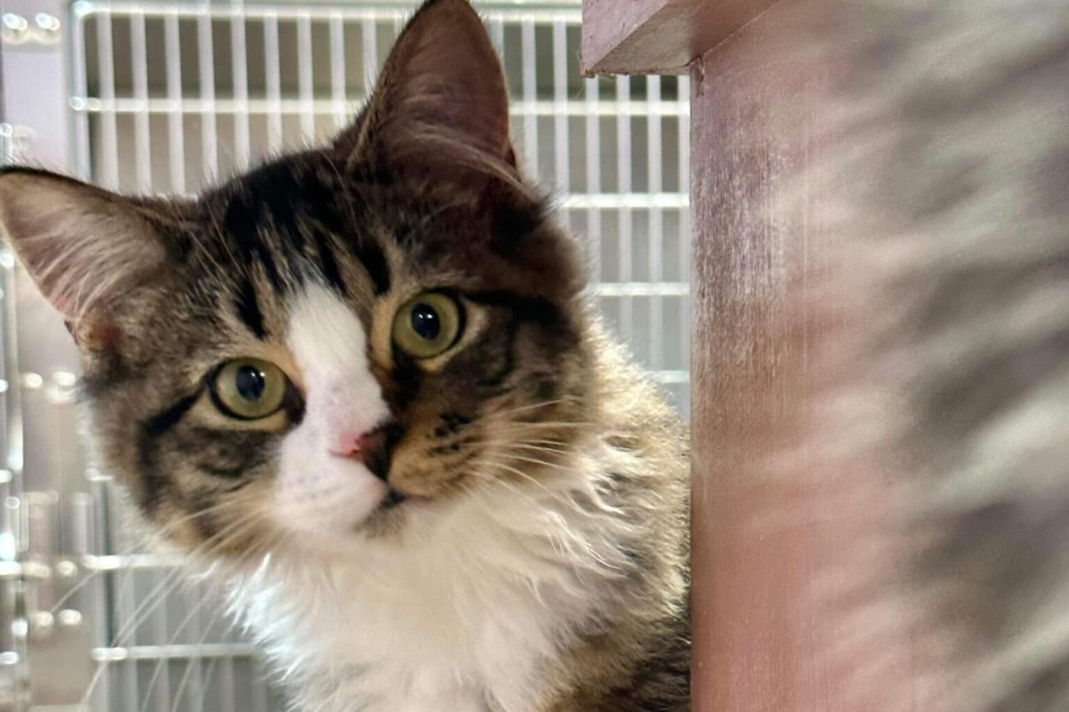 Aroostook animal shelter wants bachelors to pose for calendar The County