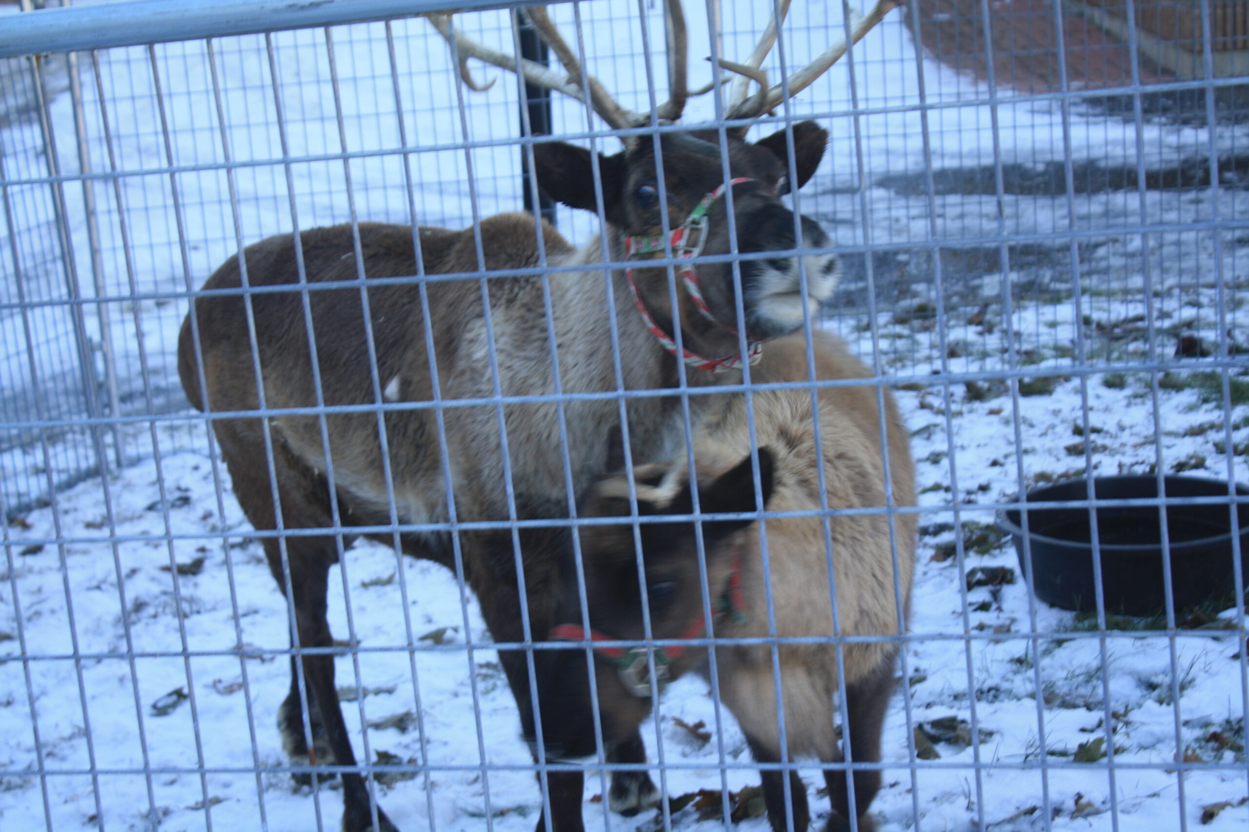 Caribou salutes small businesses, Santa's reindeer during