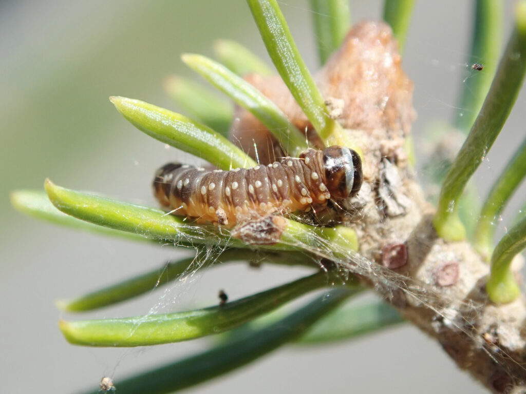These forest pests are on the upswing in Aroostook County - The County