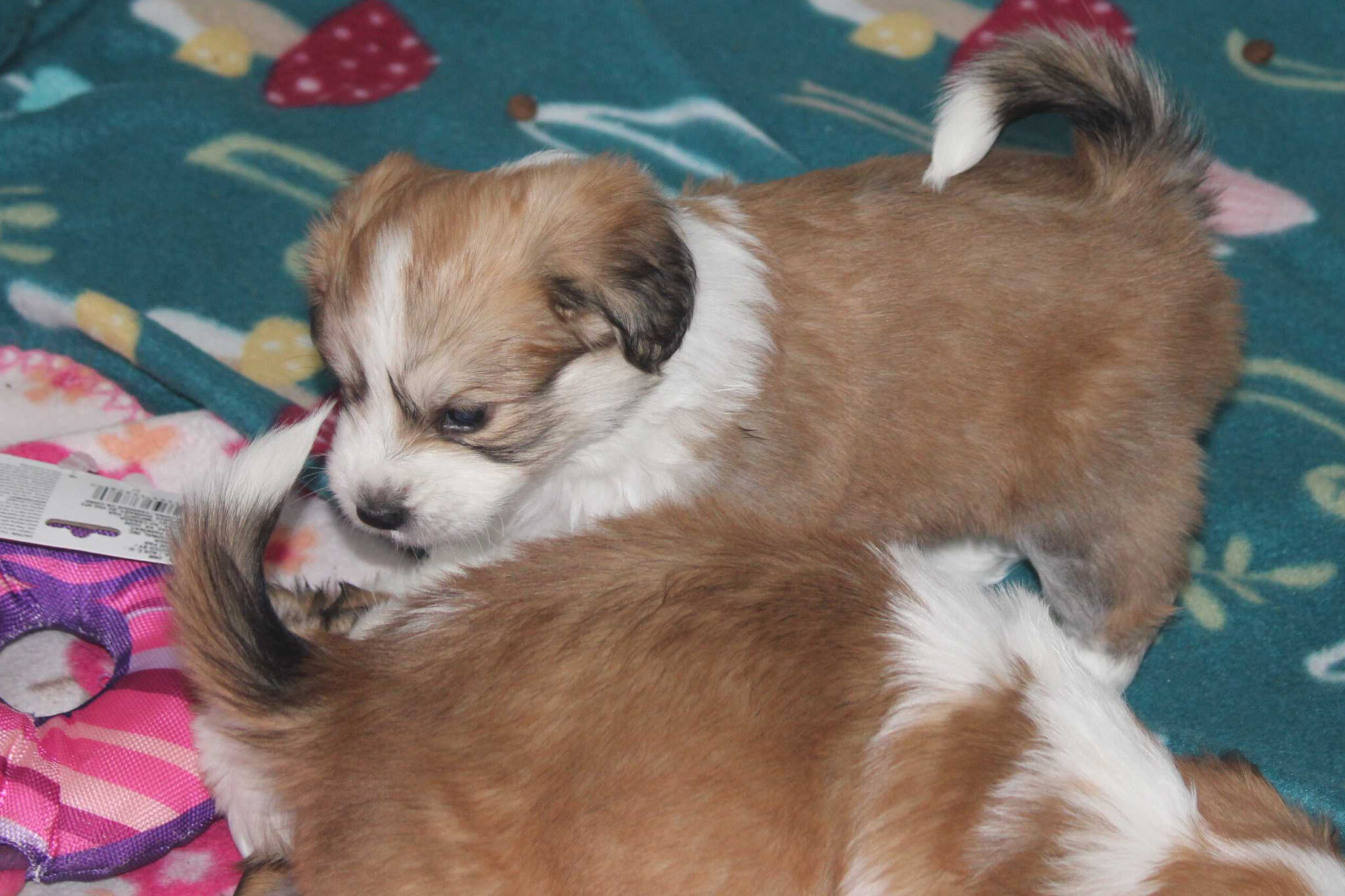 Presque Isle Animal Shelter