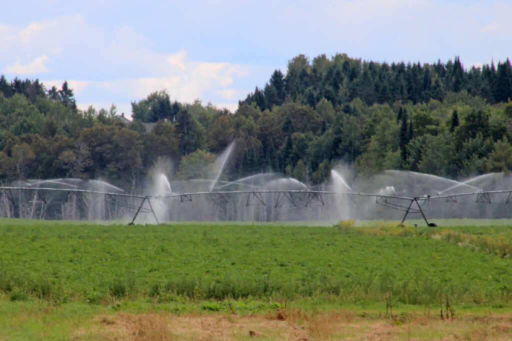 Maine’s intensifying drought couldn't come at a worse time for potato growers