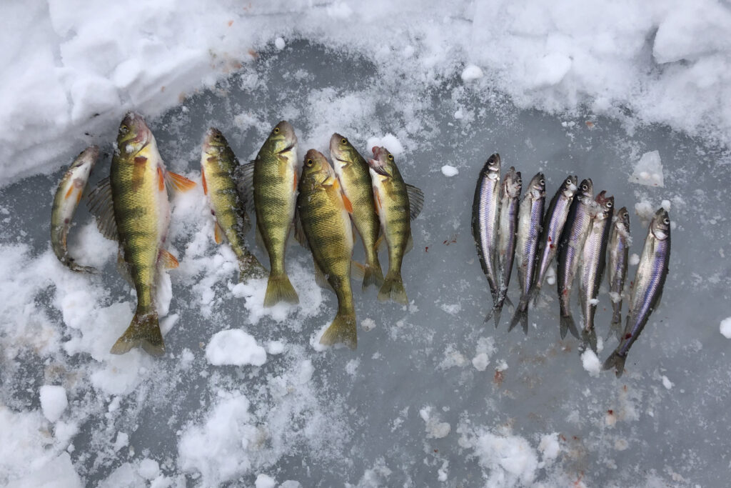 Maine’s smallest gamefish yields big fun