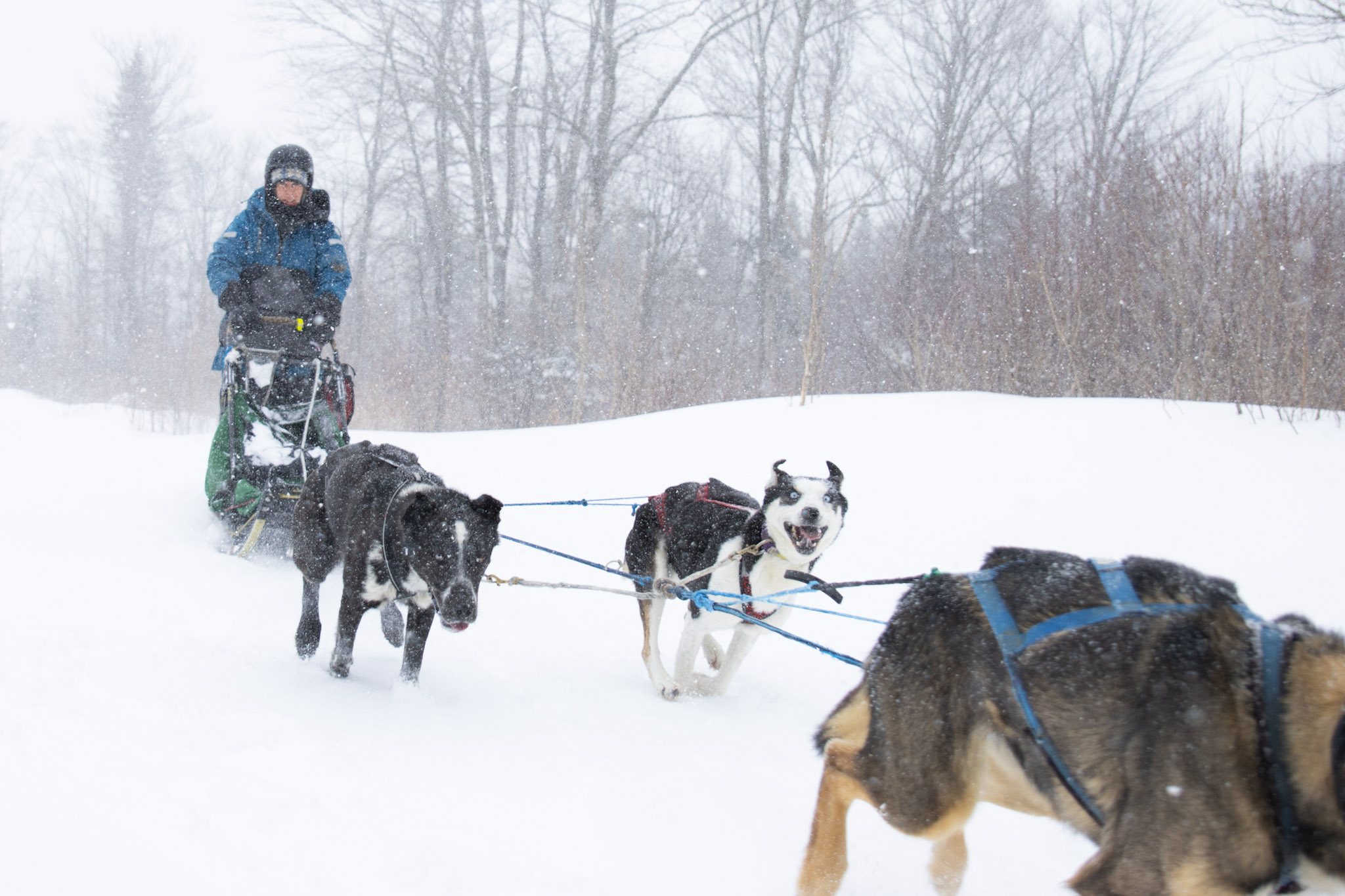 Racing the Can-Am takes time, discipline and a deep love of dogs - The ...